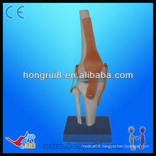 High quality Vivid Life size Artificial Knee Joint Model skeleton model
